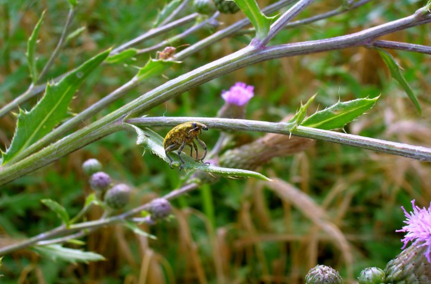 Larinus sp.?